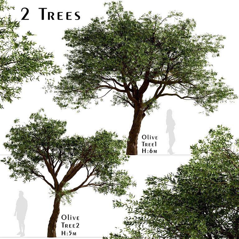 Set of Olive Trees (Olea Europaea) (2 Trees) (115589)