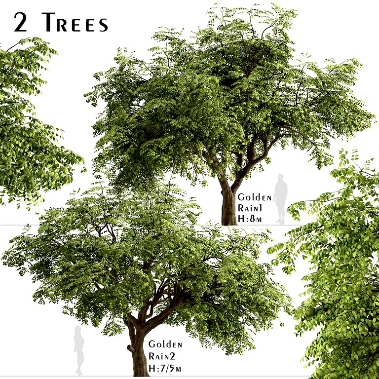 Set Of Golden Rain Trees (Koelreuteria Paniculata) (2 Trees) (114222)