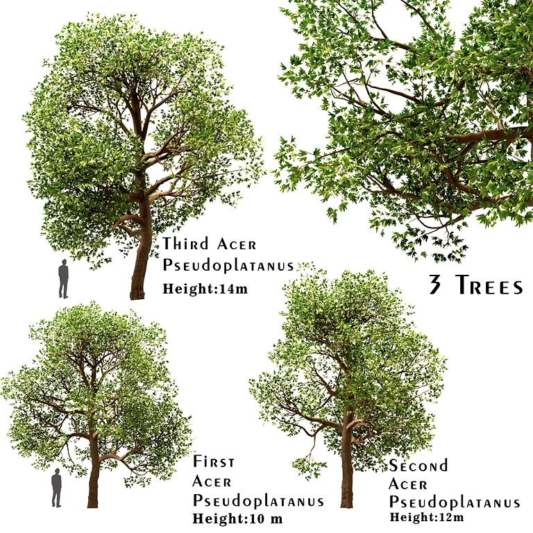 Set of Acer Pseudoplatanus (Sycamore Maple) Trees (3 Trees) (112702)