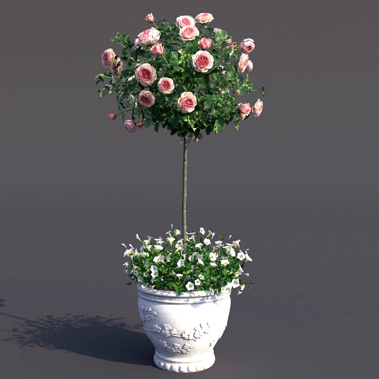 Rose shtambovaya in a flowerpot 2 (100905)