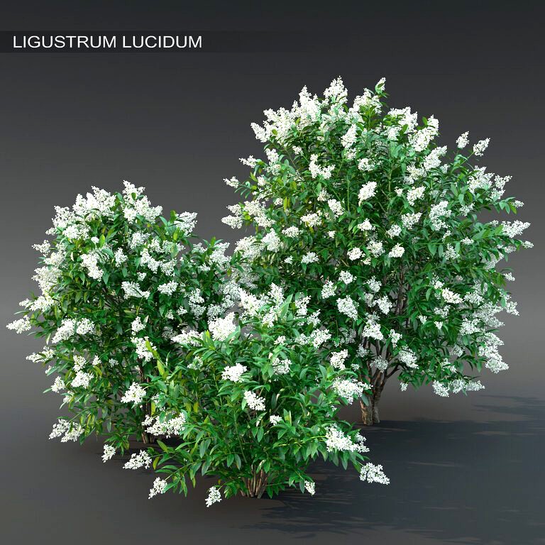 Ligustrum flowering #2 (25604)
