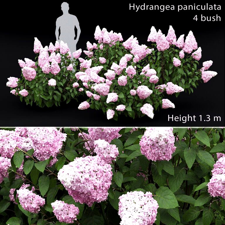 Hydrangea paniculata #1 (25574)