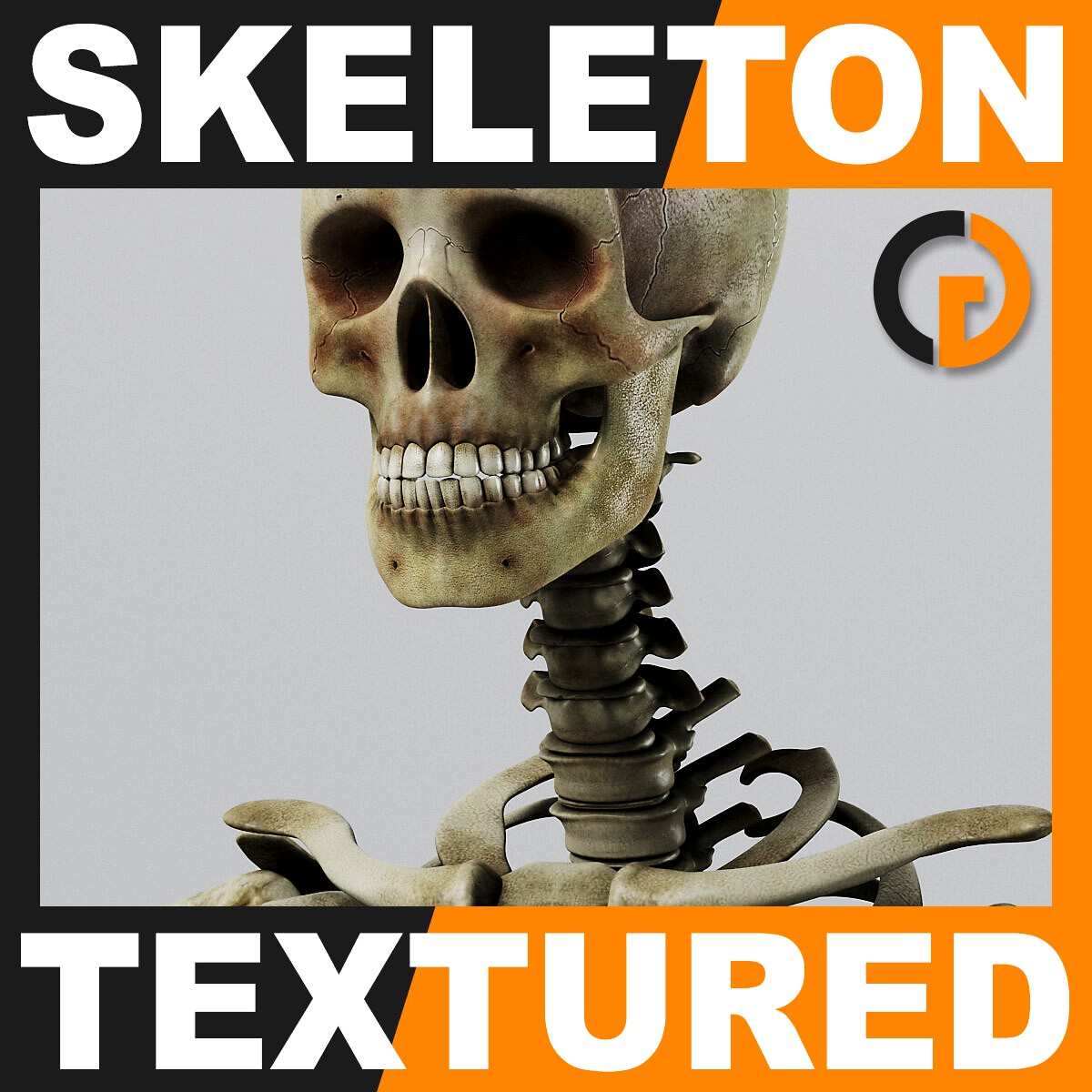Human Textured Skeleton - Anatomy