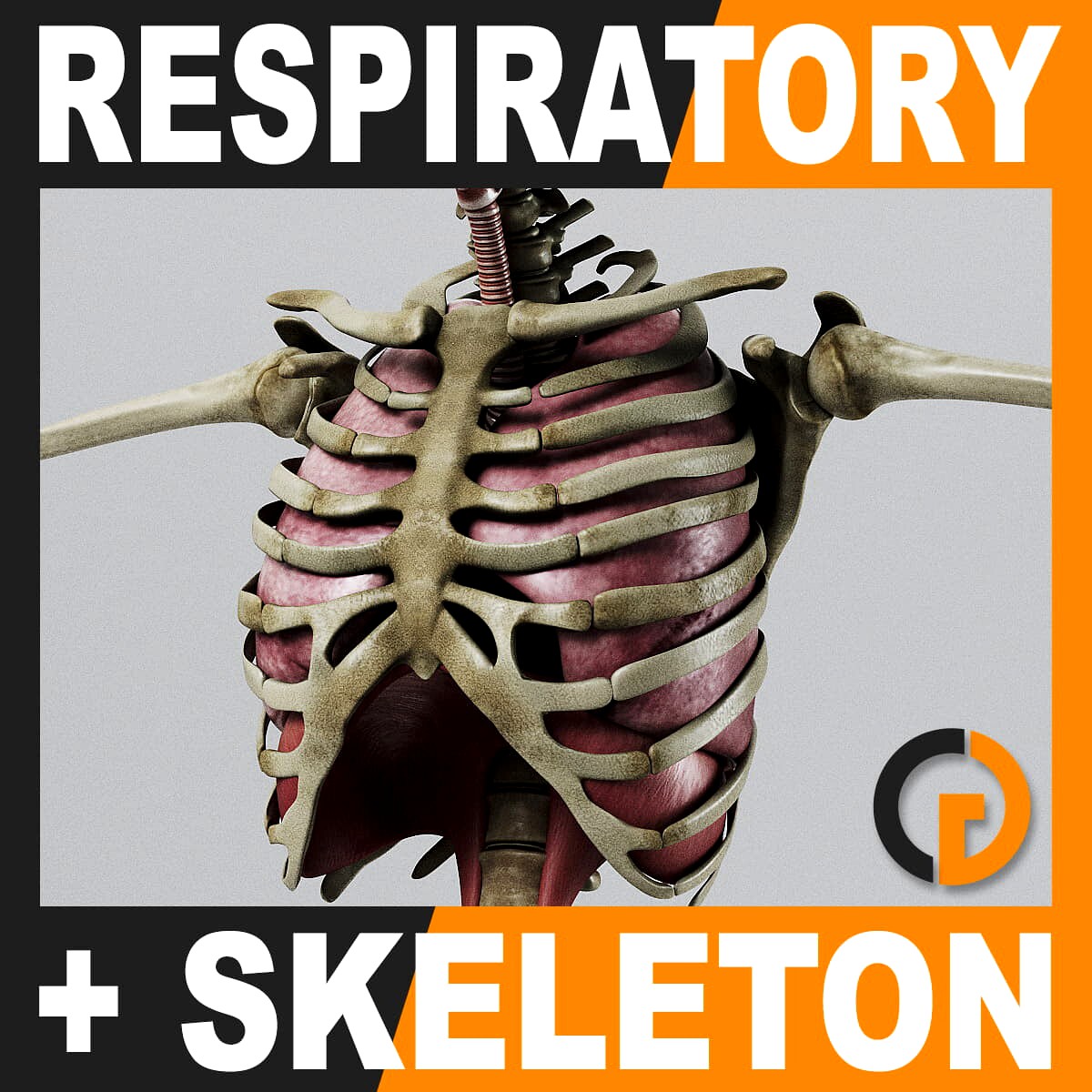 Human Respiratory System and Skeleton - Anatomy