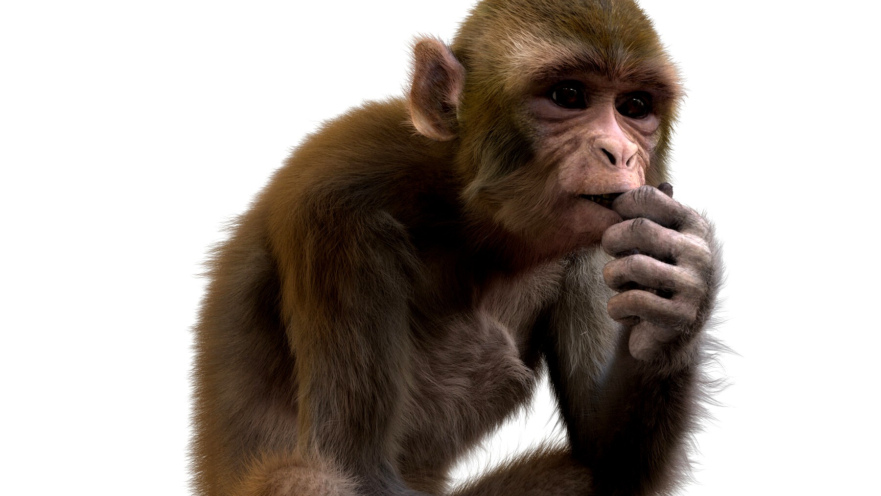 Animal Monkey Complete Body and Rigged model