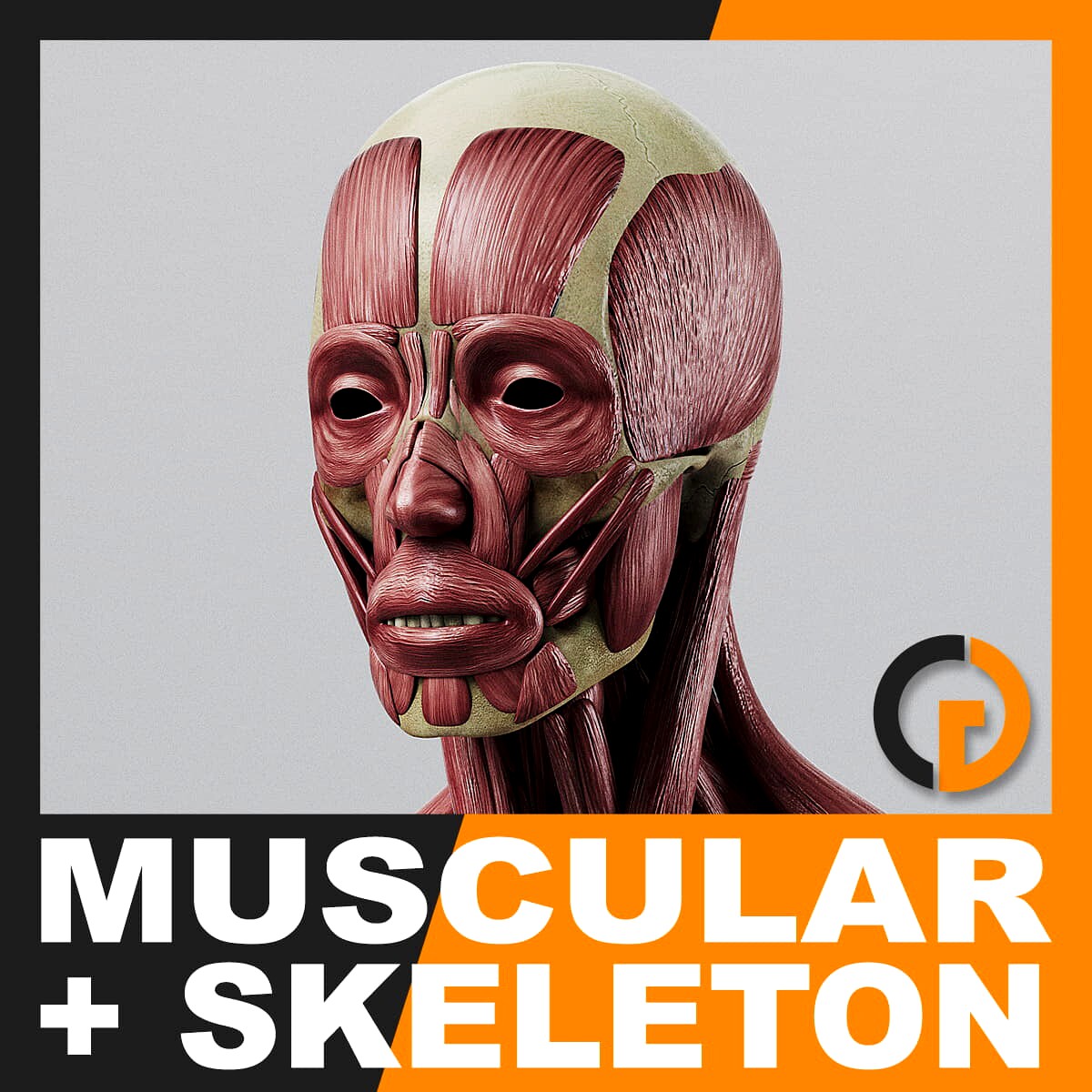 Human Muscular System and Skeleton - Anatomy