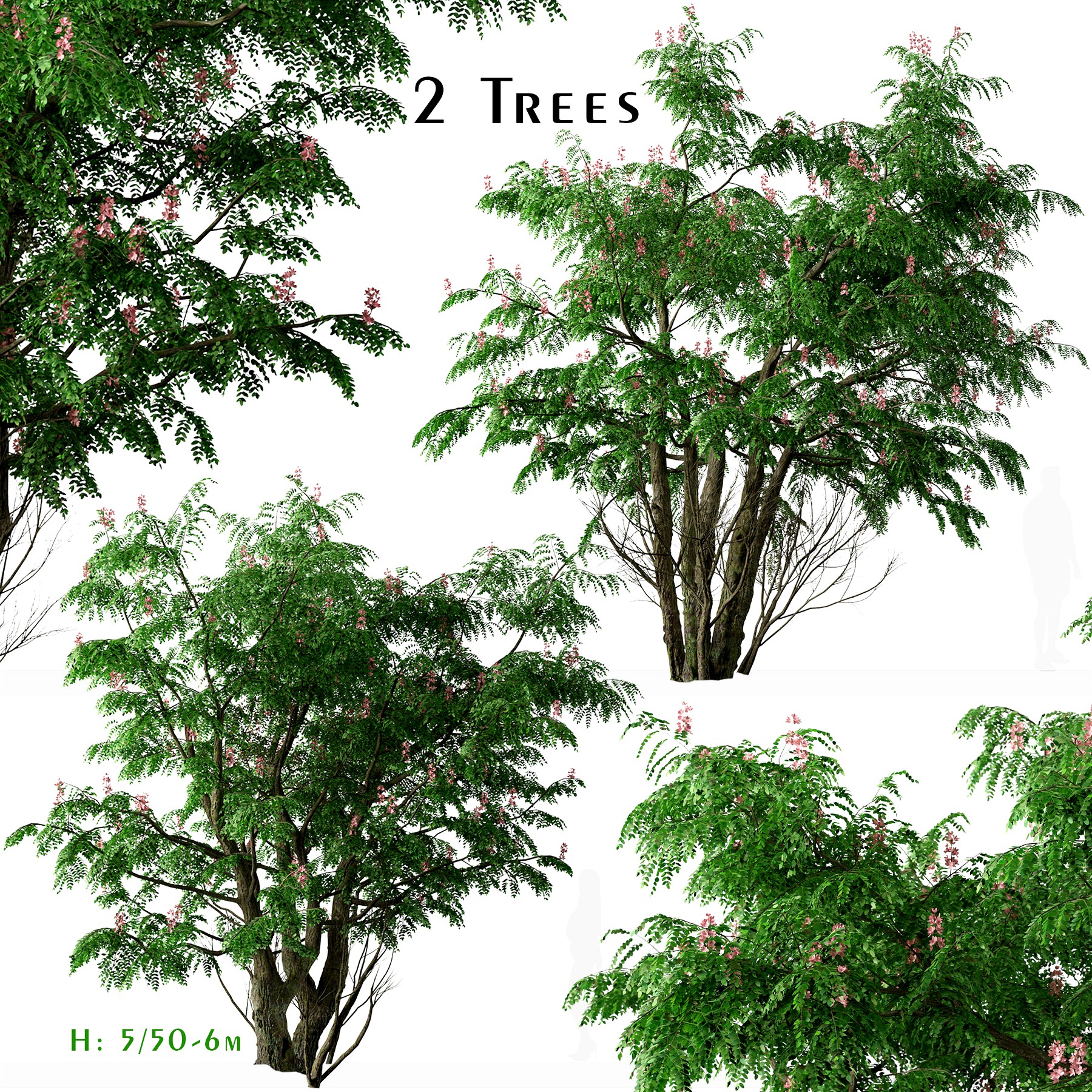 Set of Cassia javanica Tree (Pink shower) (2 Trees)