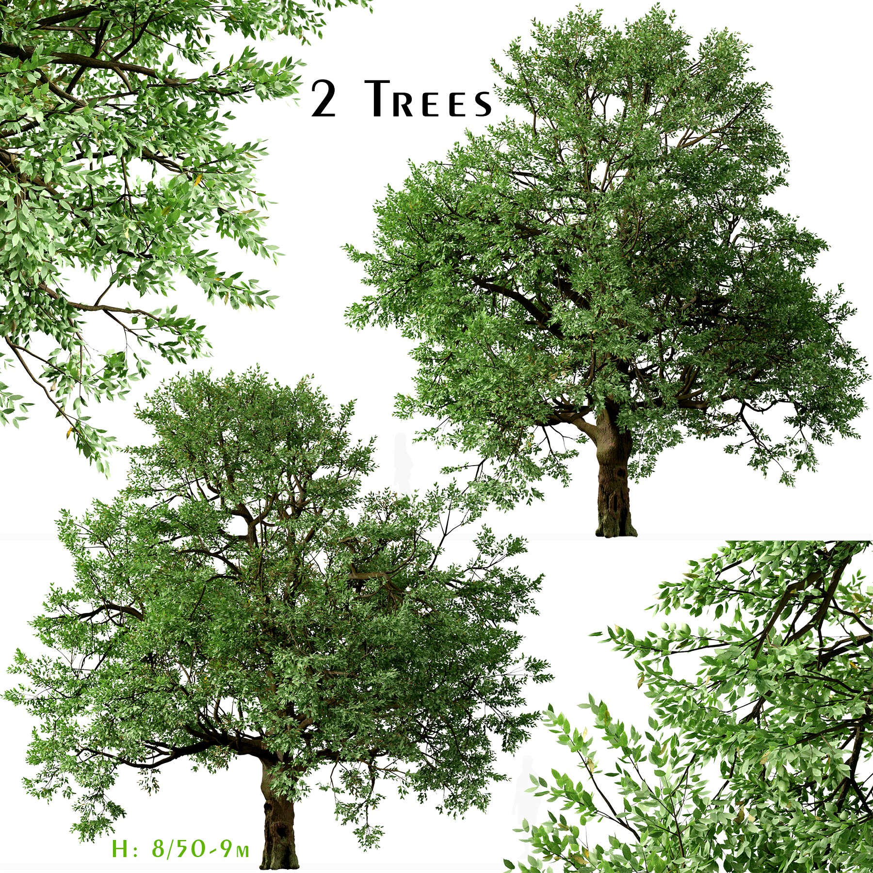 Set of Phellodendron amurense Tree (Amur cork) (2 Trees)