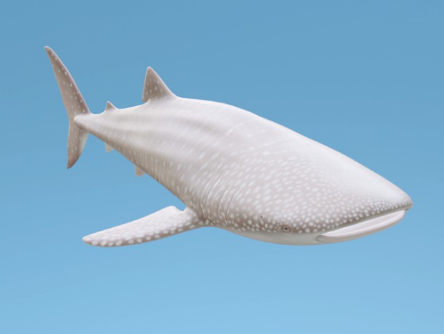 WhaleShark