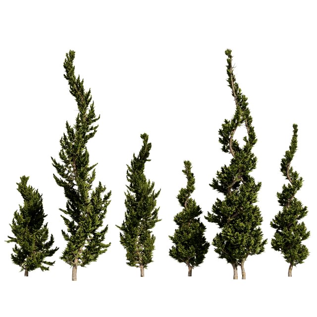 6 conifer topiary trees