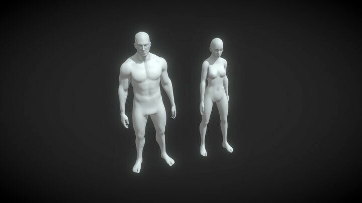 Male and Female Body Base Mesh Animated and Rigged 10k Polygons