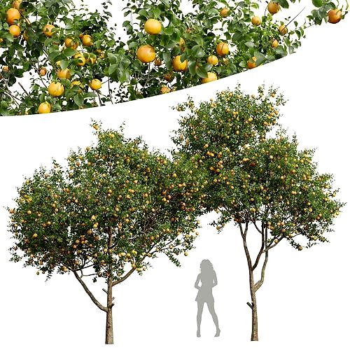 New Plant High detail Citrus Sinensis Orange Arancio