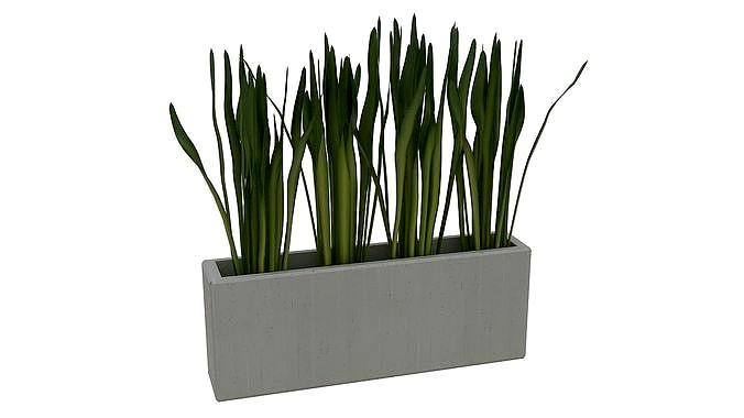 Concrete planter with long leaves