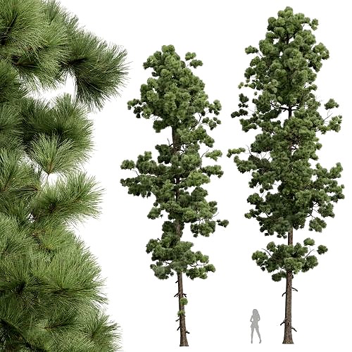 New Plant High detail Pinus Palustris 2 Tree