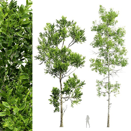 Fagus Grandifolia and Populus Tremuloides