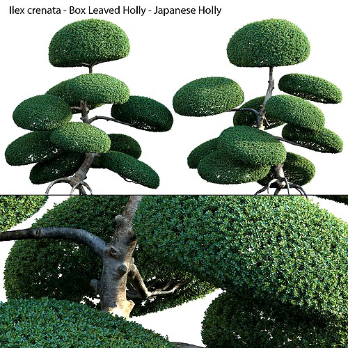 Ilex crenata - Box Leaved Holly - Japanese Holly - 05