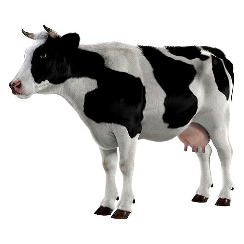 The cow