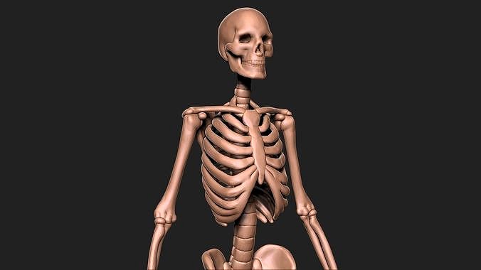 Human Skeleton | 3D