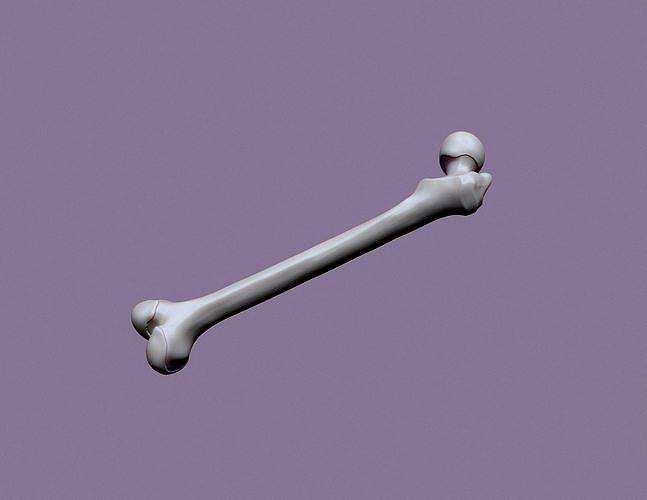 human femur | 3D