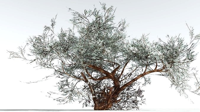 EVERYPlant Basin Sagebrush LowPoly 1 --15 Models--