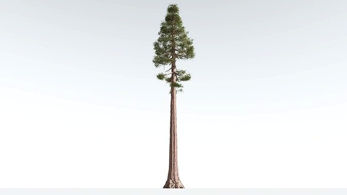 EVERYPlant Coastal Redwood 2 --13 Models--