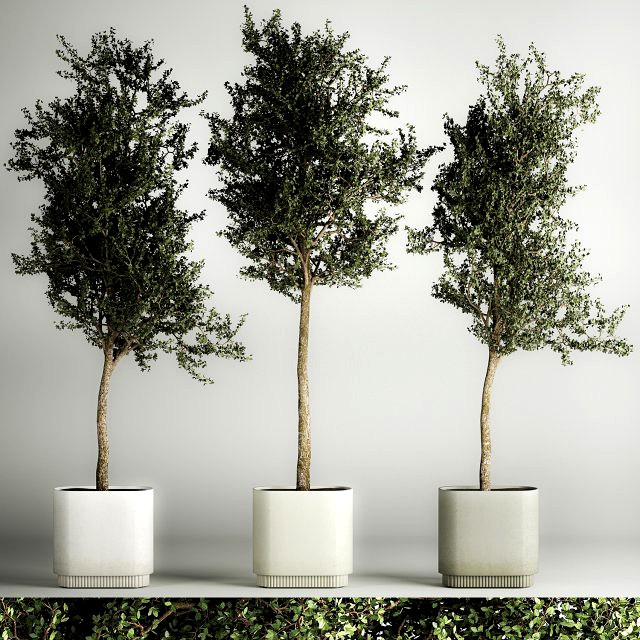 Trees In Concrete Vases And Pots For Exterior 1130
