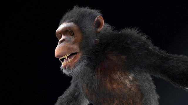 chimpanzee ape rigged low poly animal