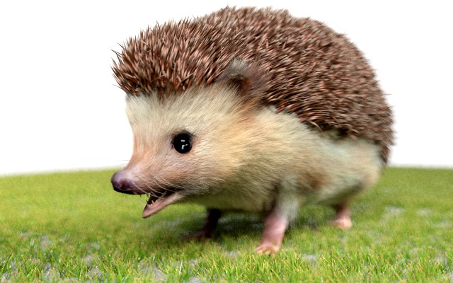 hedgehog rigged low poly animal