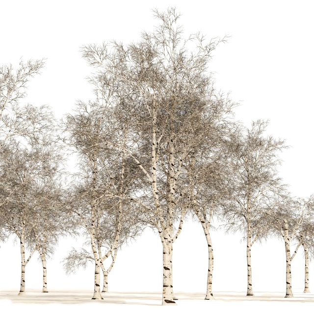 Winter paper birch tree forest