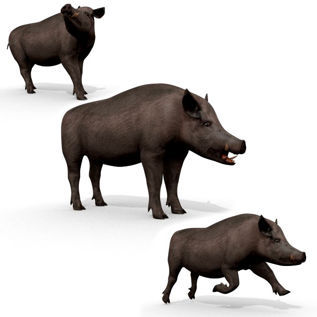 Boar Javali attacker pig - animated 3d fur model