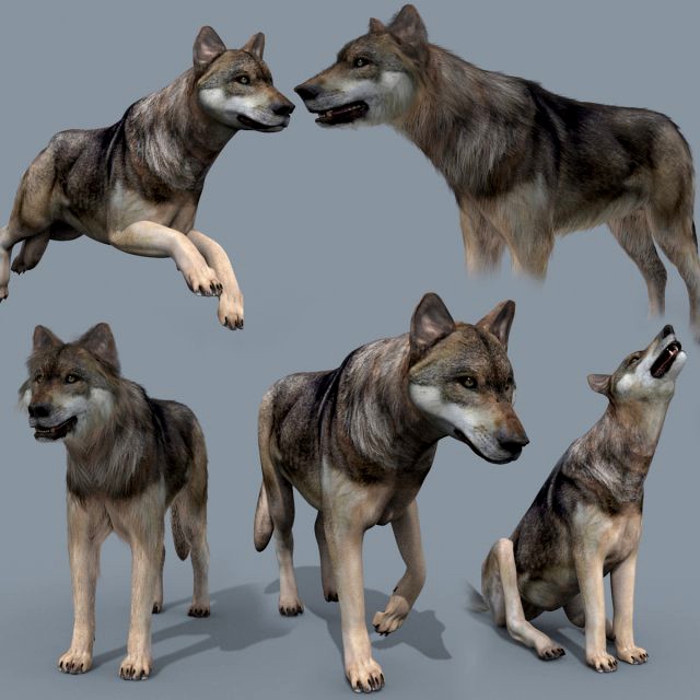 my wolf - 3d animated wolf model