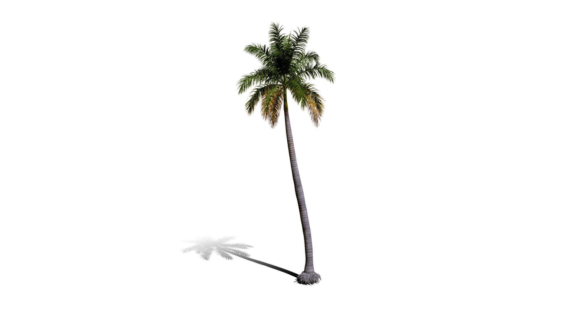 Realistic HD Royal palm (19/25)