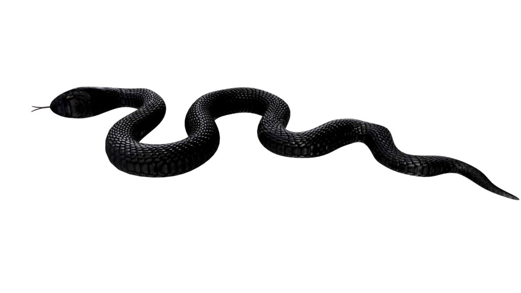 Snake (338100)