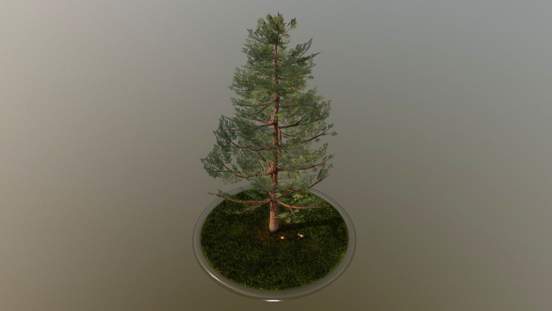 Pine Tree - 12 Meter