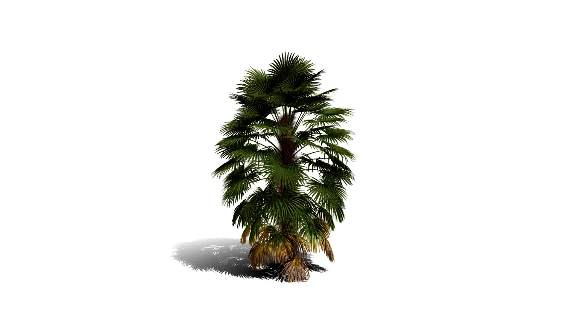 Realistic HD Windmill palm (17/25)