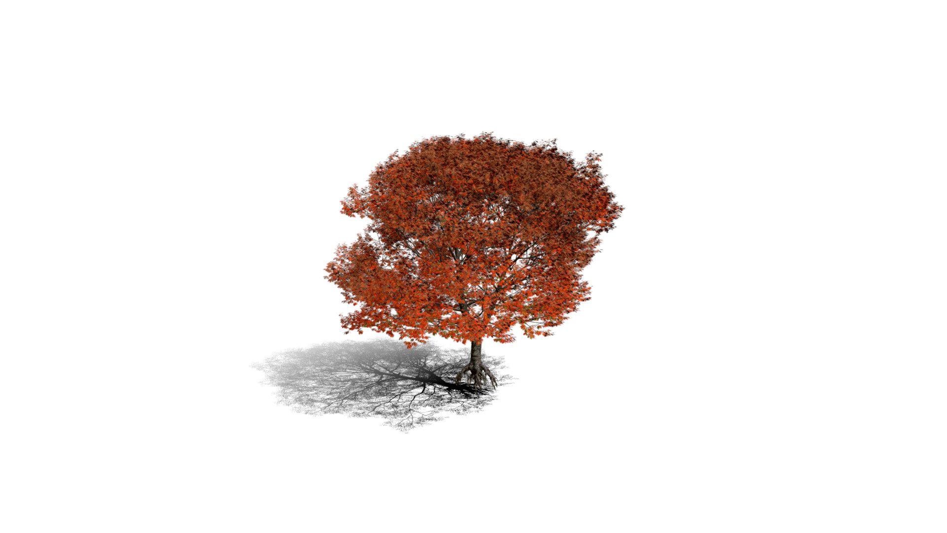 Realistic HD Northern red oak (55/138)