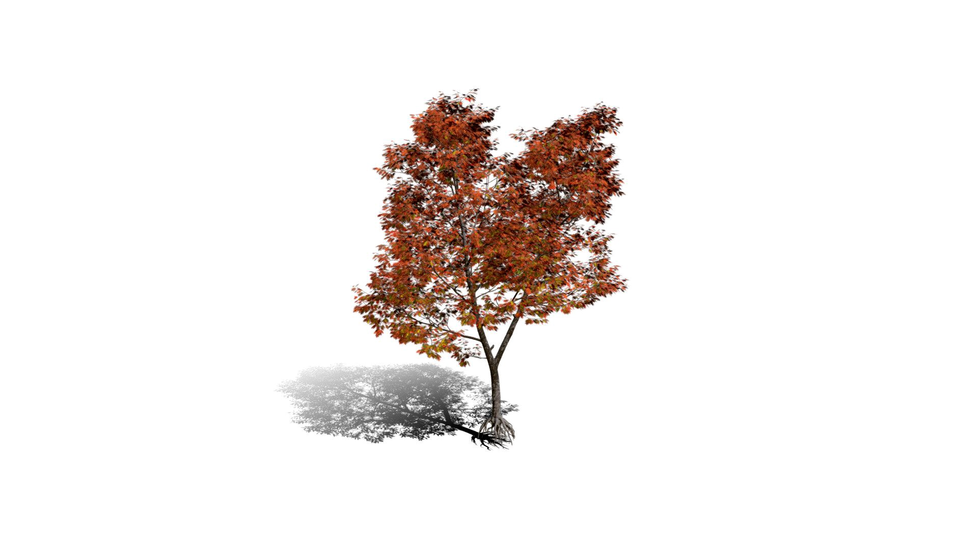 Realistic HD Northern red oak (52/138)