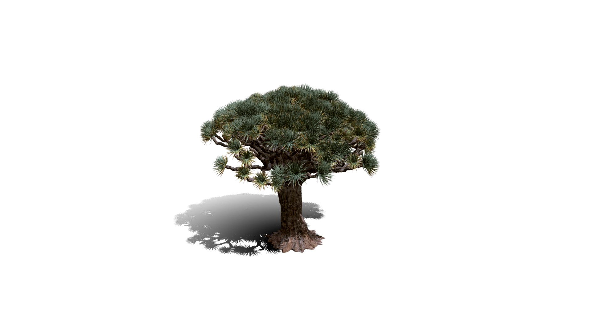 Realistic HD Dragon tree (50/50)