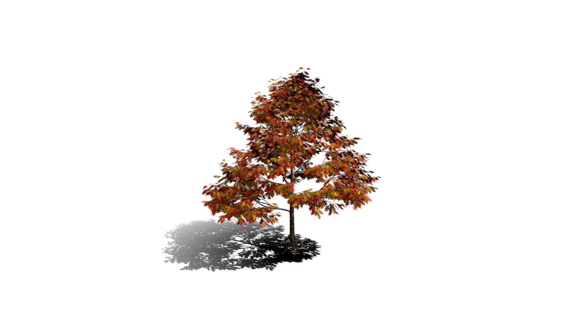 Realistic HD Northern red oak (6/138)