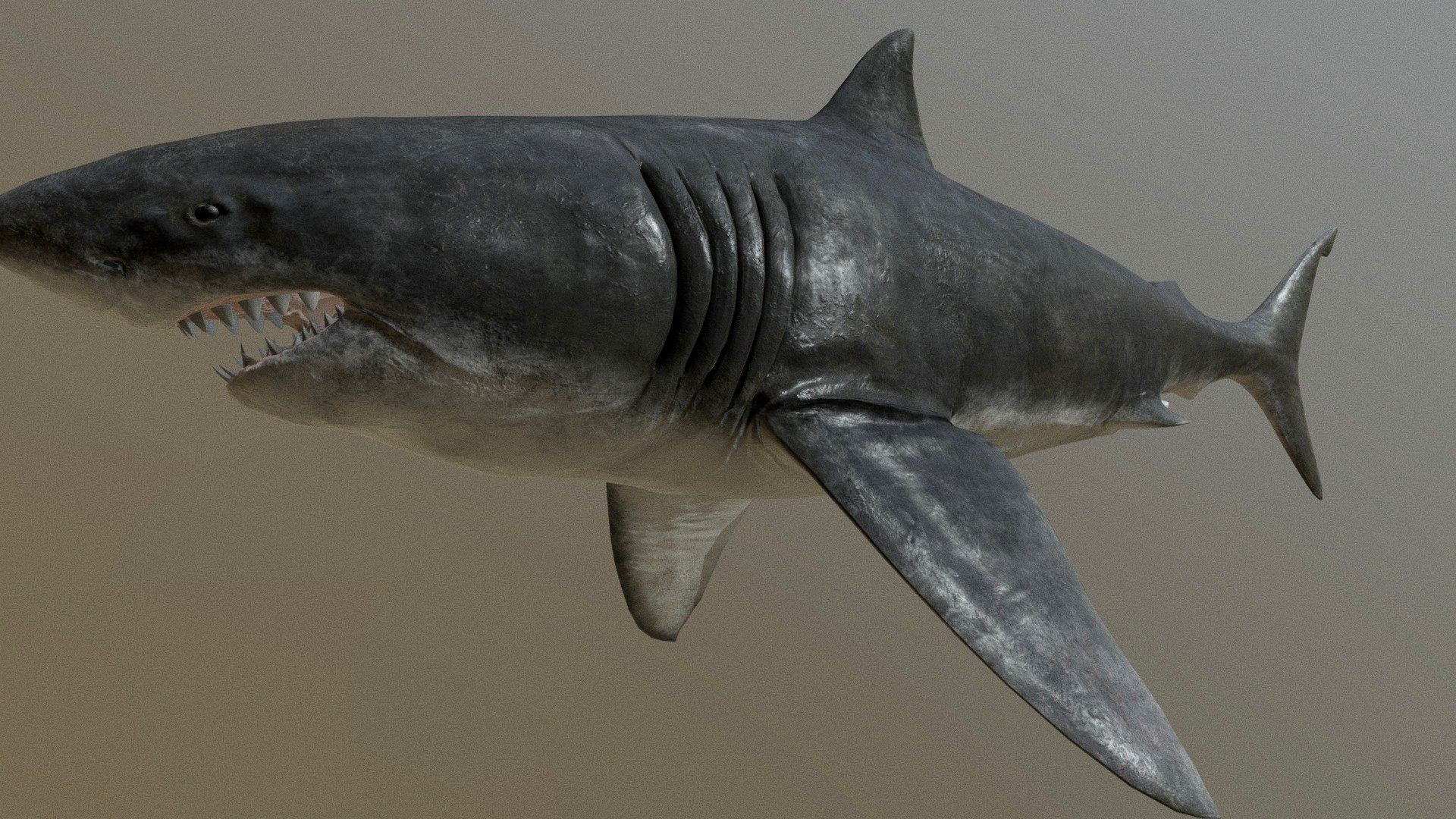 Greatwhite Shark