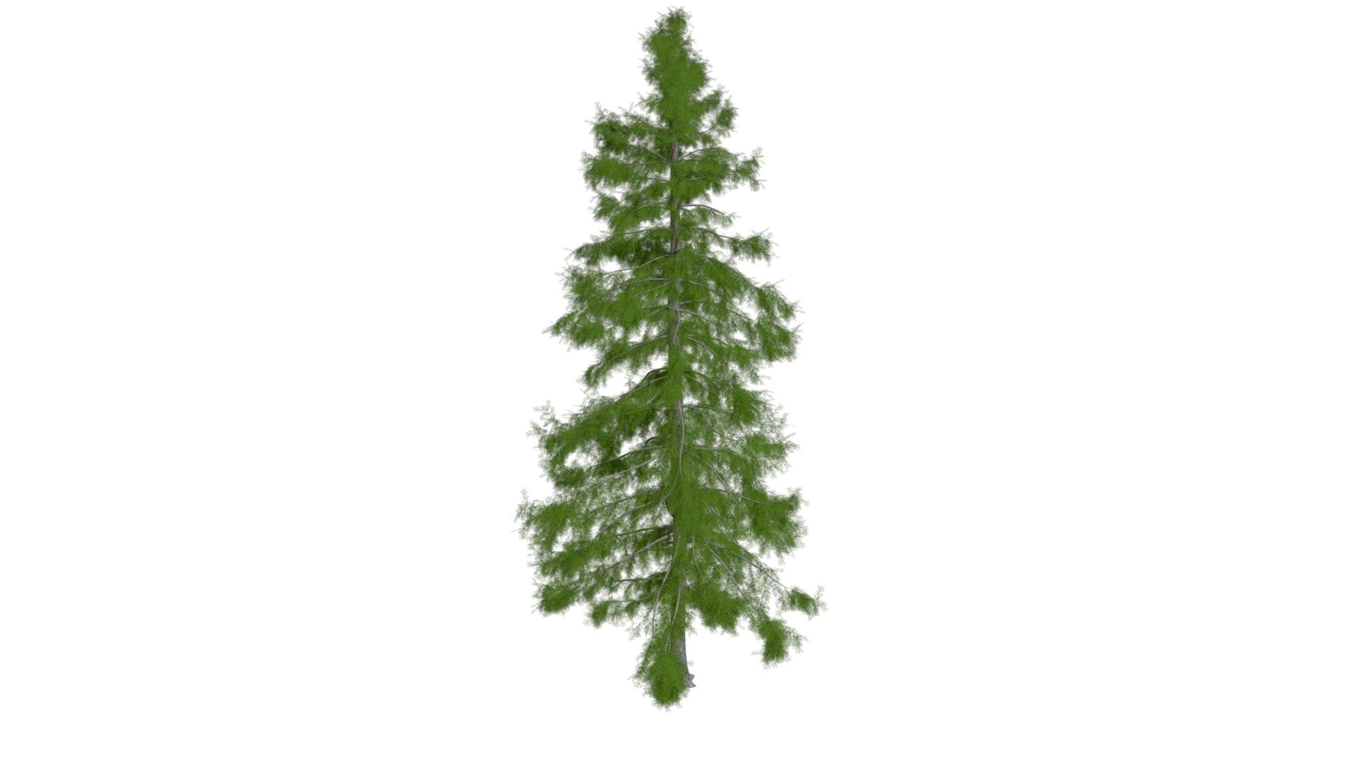 Alaska Cedar Tree #04