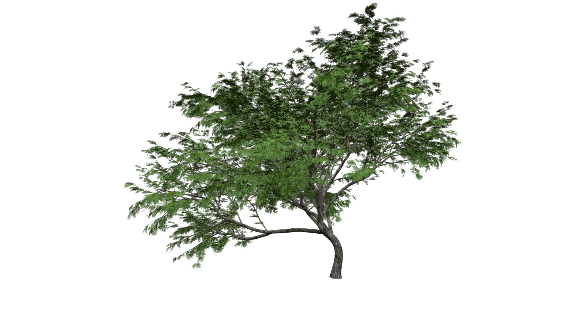Common Hook Thorn Tree #07