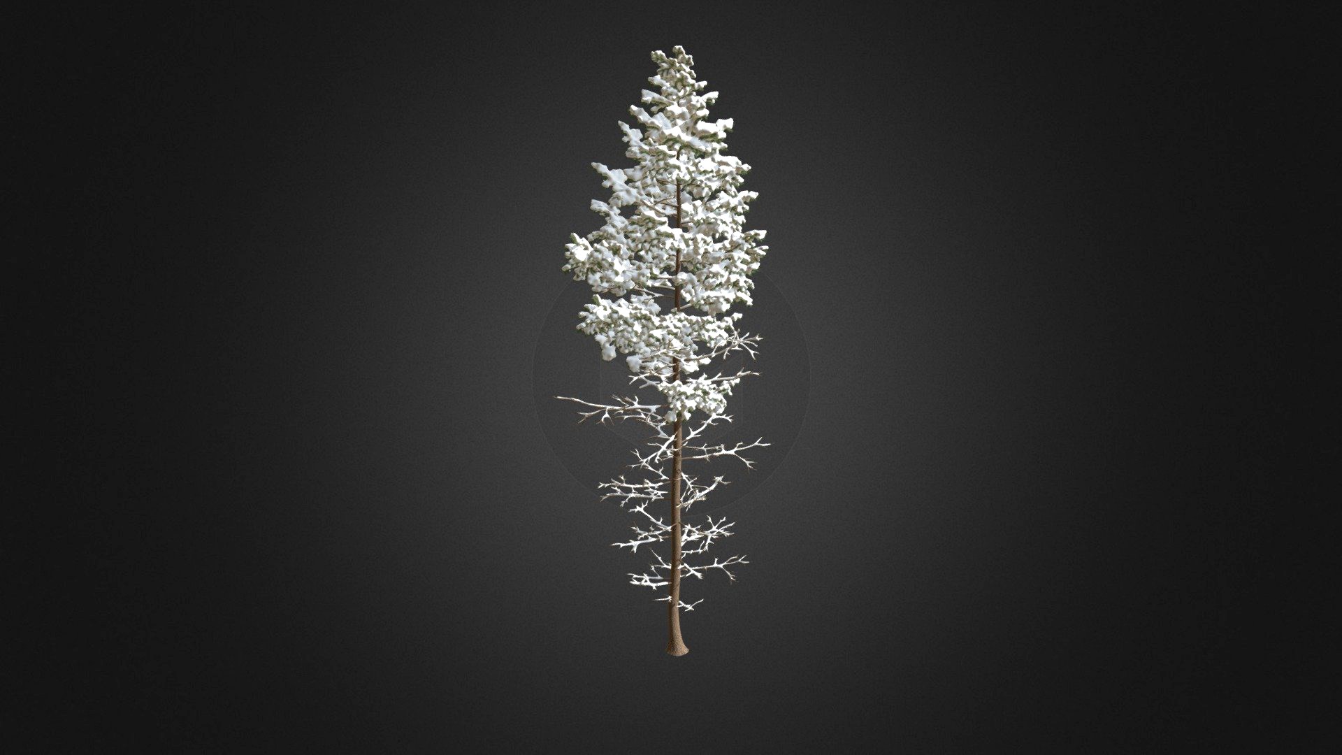 Pine Tree with Snow 3D Model 16m