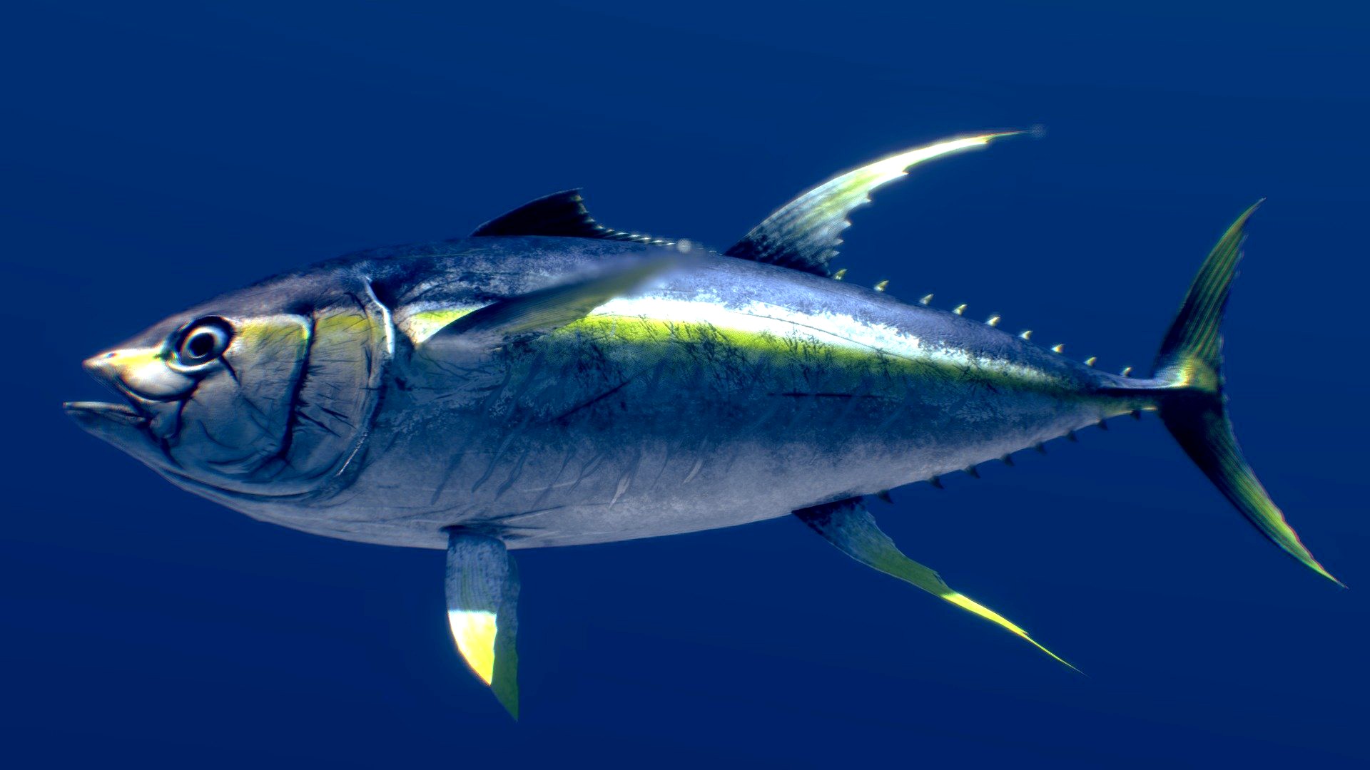 Yellowfin Tuna