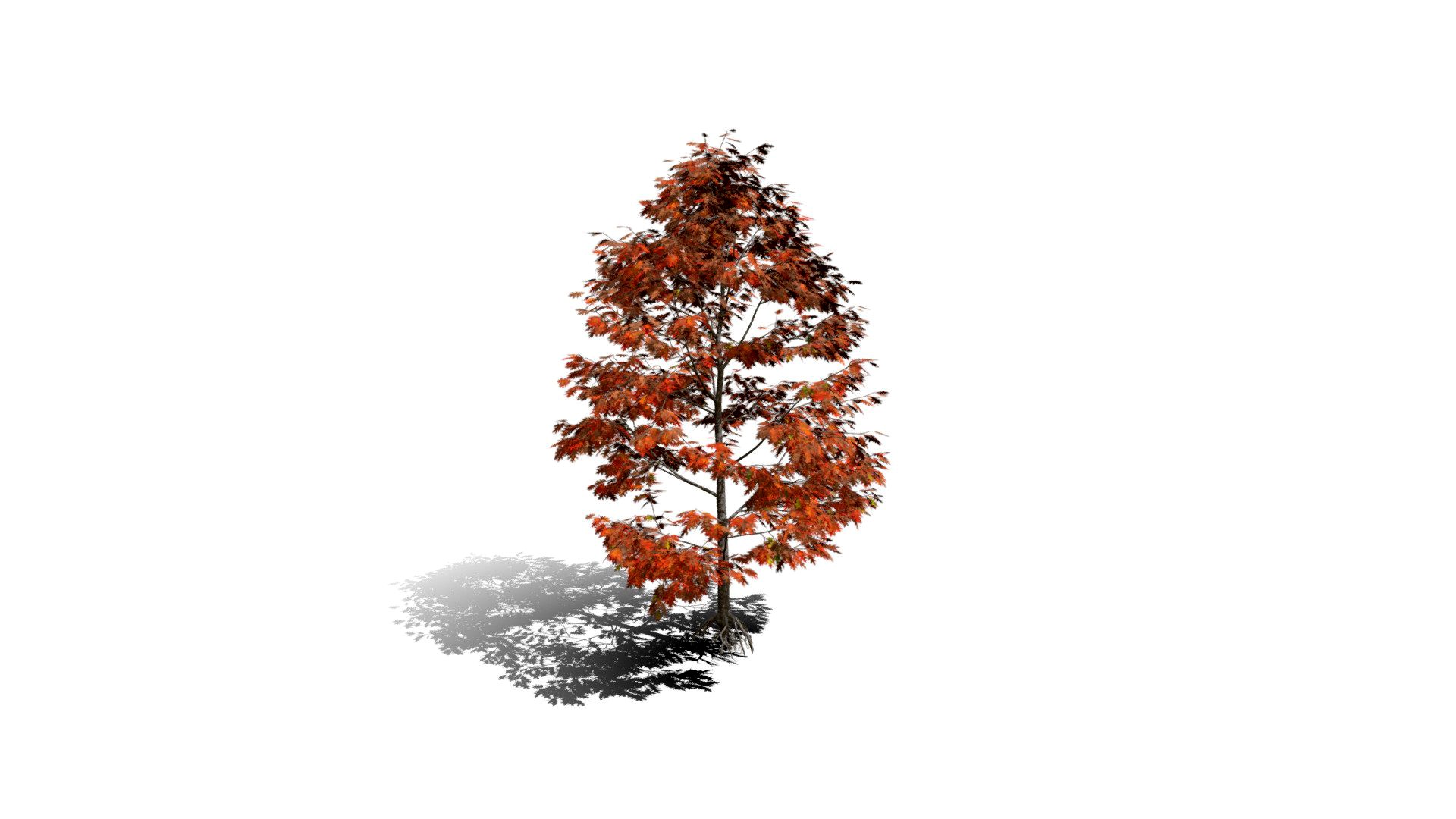 Realistic HD Northern red oak (36/138)