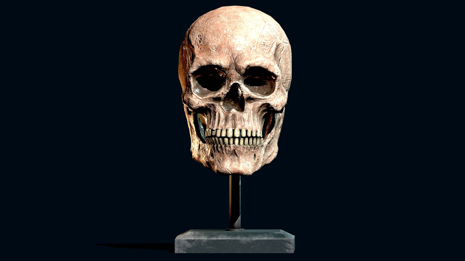 Medical Skull