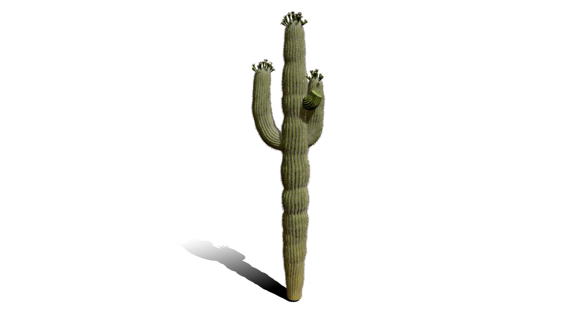 Realistic HD Saguaro cactus (3/30)