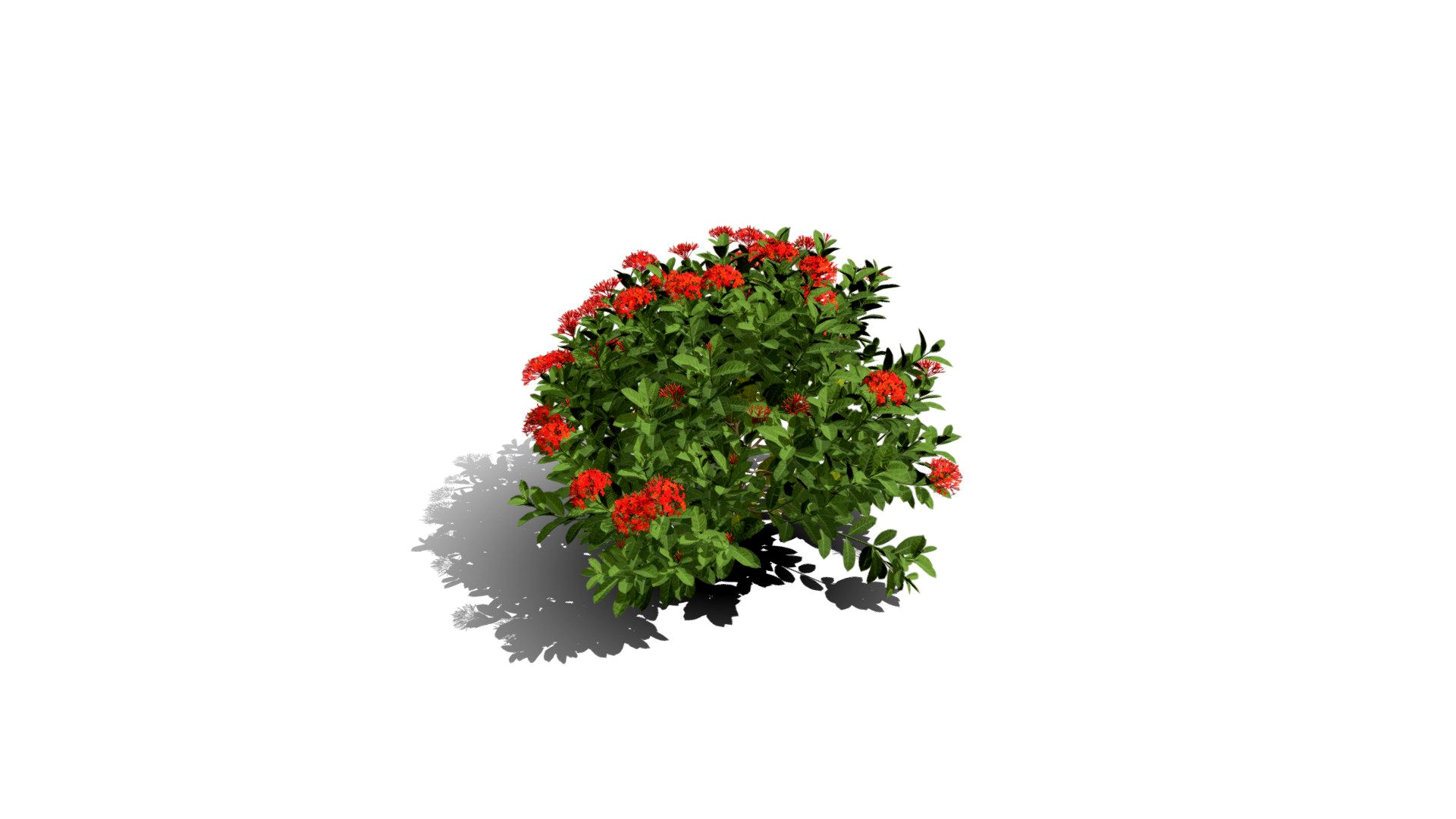 Realistic HD Chinese jungle geranium (3/10)