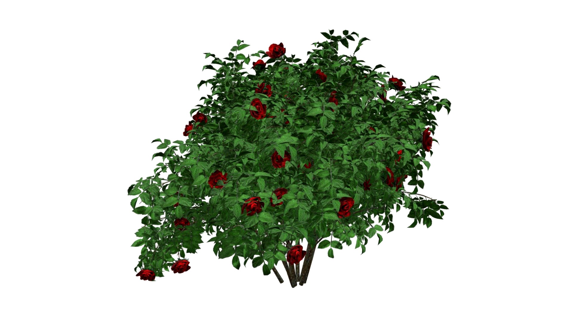 Red Rose Bush #03