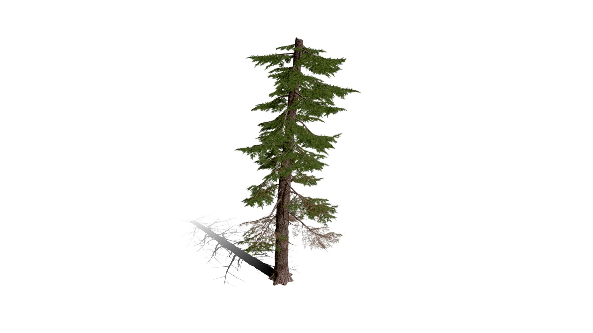 Realistic HD Mountain hemlock (41/43)